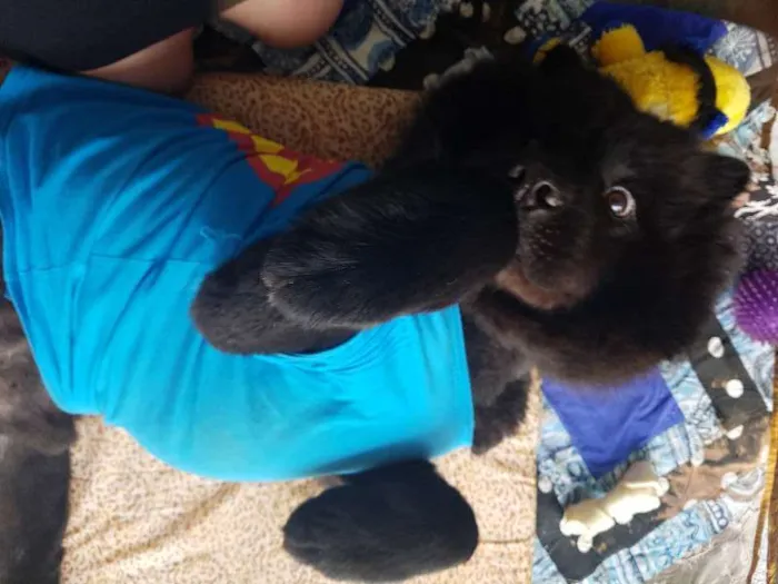 Cachorro ra a Chow Chow idade 2 anos nome JACK