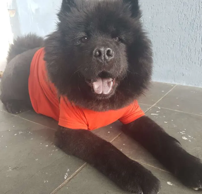 Cachorro ra a Chow Chow idade 2 anos nome JACK