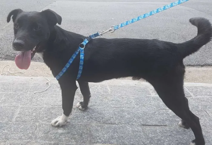 Cachorro ra a SRD idade 1 ano nome BULLING