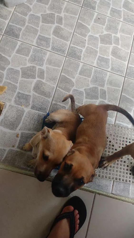 Cachorro ra a Vira lata  idade 2 a 6 meses nome Não tem nome