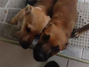 Cachorro raça Vira lata  idade 2 a 6 meses nome Não tem nome