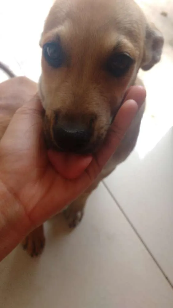 Cachorro ra a Vira lata  idade 2 a 6 meses nome Não tem nome