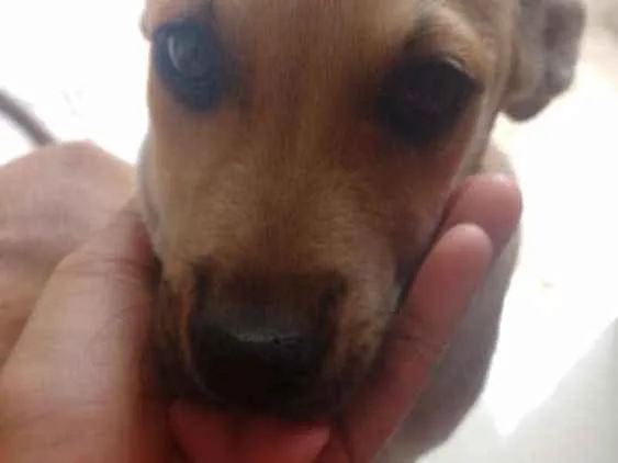 Cachorro ra a Vira lata  idade 2 a 6 meses nome Não tem nome