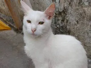 Gato raça  idade 2 a 6 meses nome Franscisco