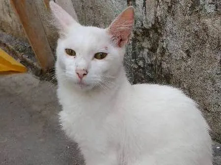 Gato ra a  idade 2 a 6 meses nome Franscisco