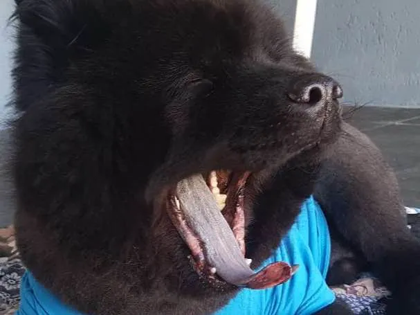 Cachorro ra a Chow Chow idade 2 anos nome JACK