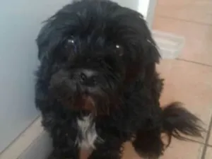 Cachorro raça Shih-Tzu misturado idade  nome Não tem