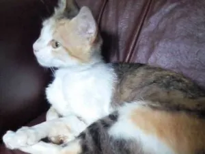Gato raça SRD idade 2 anos nome Douradinha