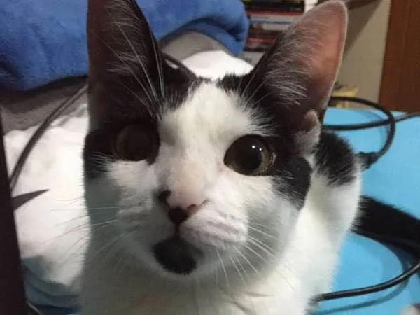 Gato ra a vira lata idade 1 ano nome Alaska