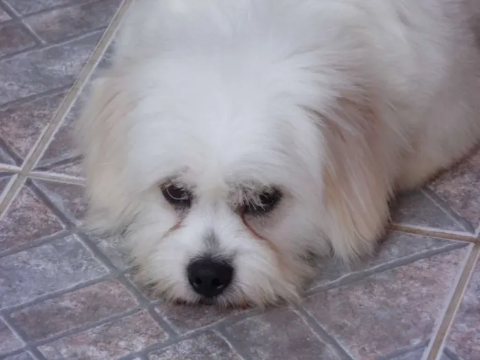 Cachorro ra a Lhasa Apso idade 5 anos nome Duque