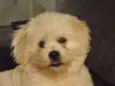 Duque