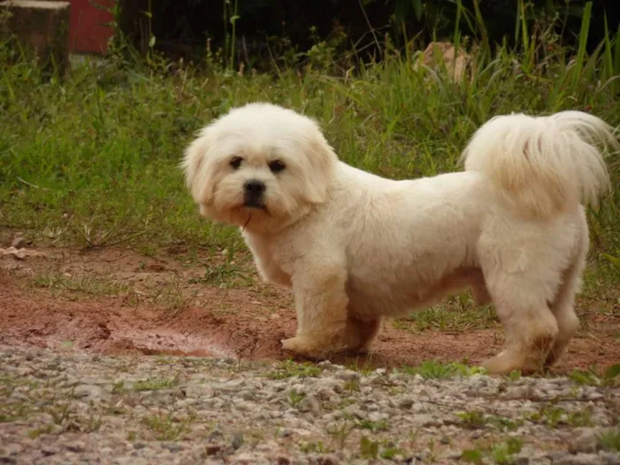 Cachorro ra a Lhasa Apso idade 5 anos nome Duque