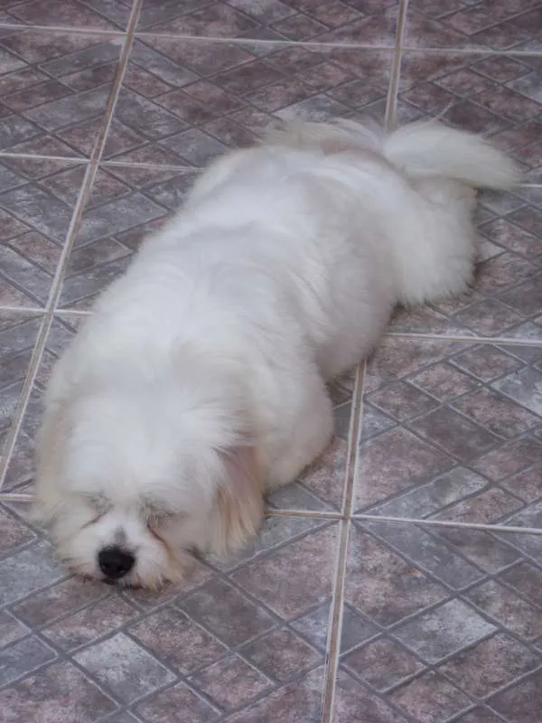 Cachorro ra a Lhasa Apso idade 5 anos nome Duque