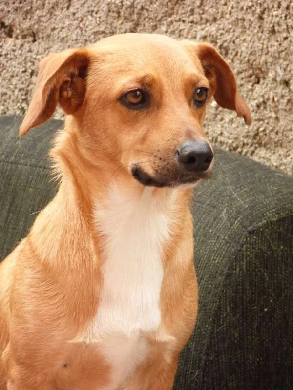 Cachorro ra a Salsicha/Mix idade 5 anos nome Tomba