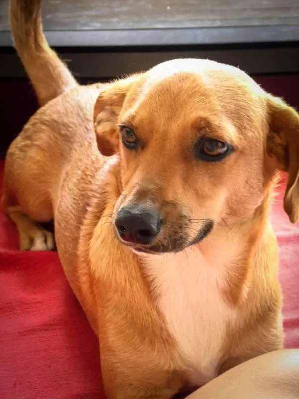 Cachorro ra a Salsicha/Mix idade 5 anos nome Tomba