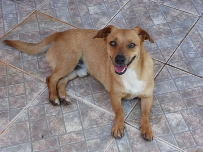 Cachorro ra a Salsicha/Mix idade 5 anos nome Tomba
