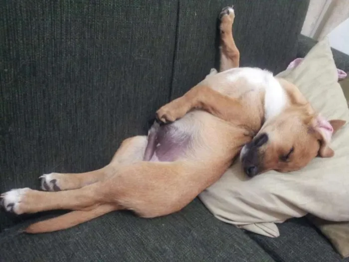 Cachorro ra a Salsicha/Mix idade 5 anos nome Tomba