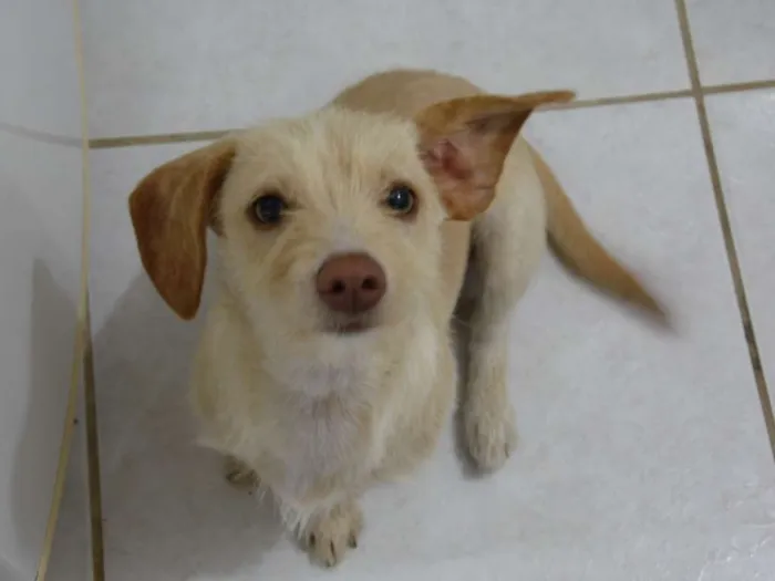 Cachorro ra a Mix idade 5 anos nome Meg