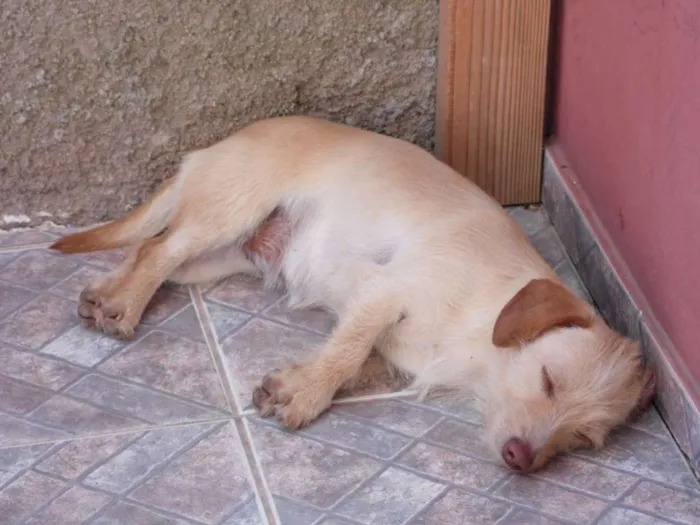 Cachorro ra a Mix idade 5 anos nome Meg