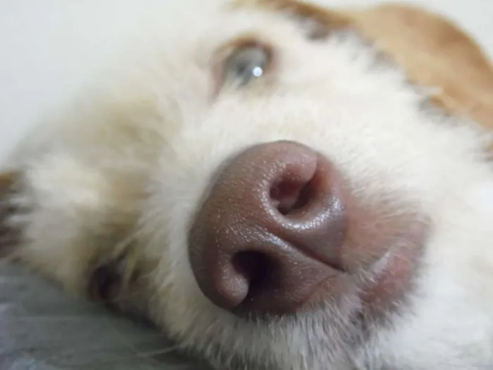 Cachorro ra a Mix idade 5 anos nome Meg