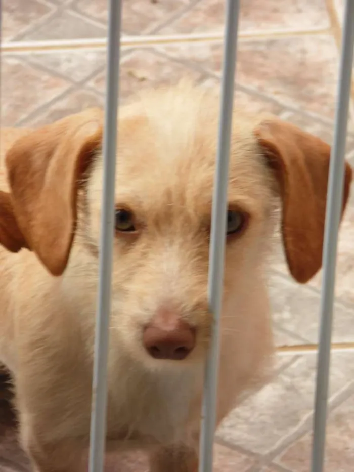 Cachorro ra a Mix idade 5 anos nome Meg
