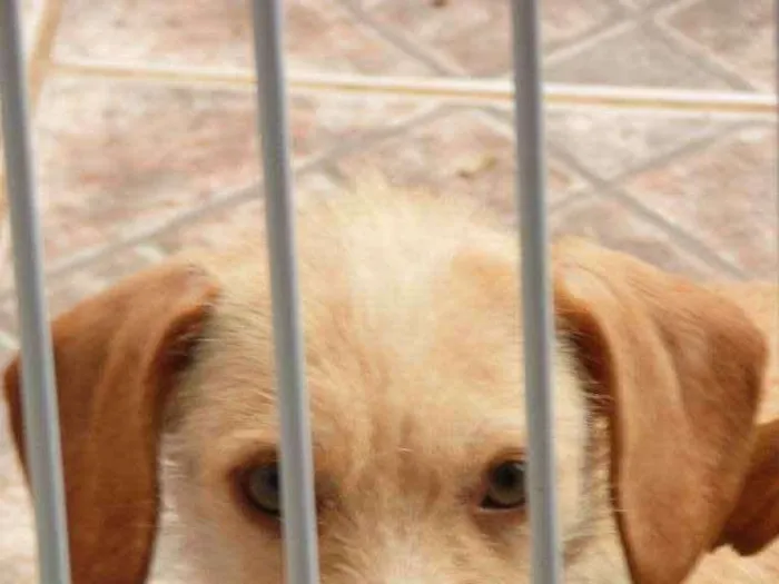 Cachorro ra a Mix idade 5 anos nome Meg