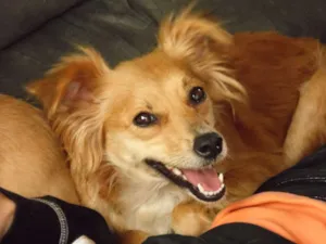 Cachorro raça Mix idade 5 anos nome Suel