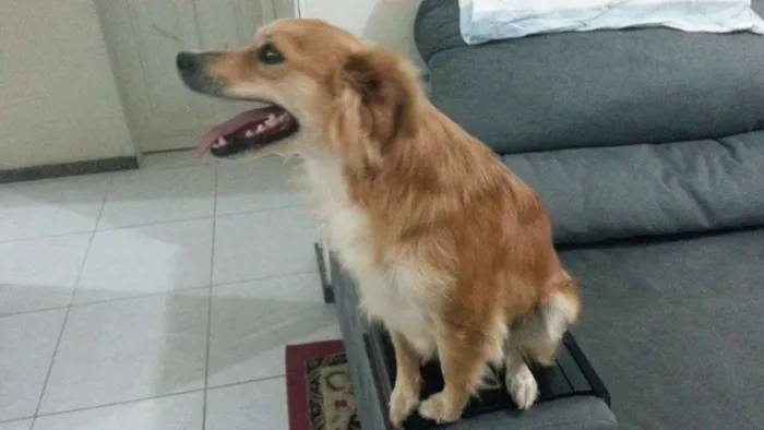 Cachorro ra a Mix idade 5 anos nome Suel