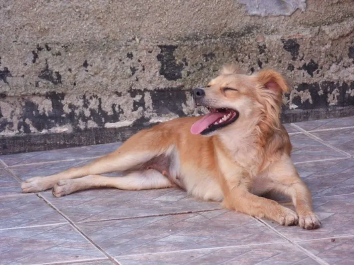 Cachorro ra a Mix idade 5 anos nome Suel