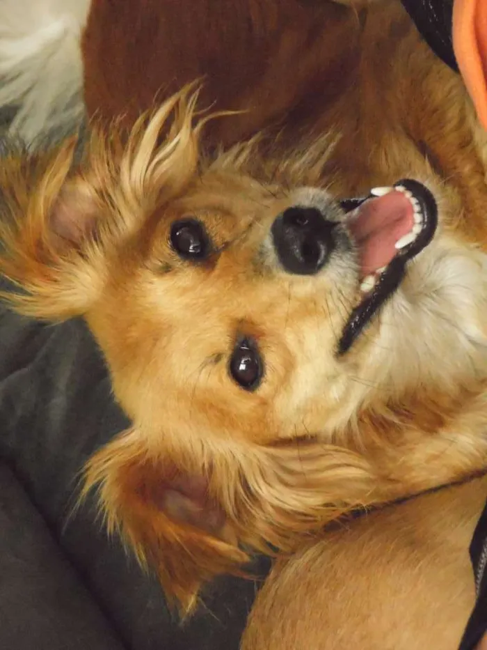 Cachorro ra a Mix idade 5 anos nome Suel