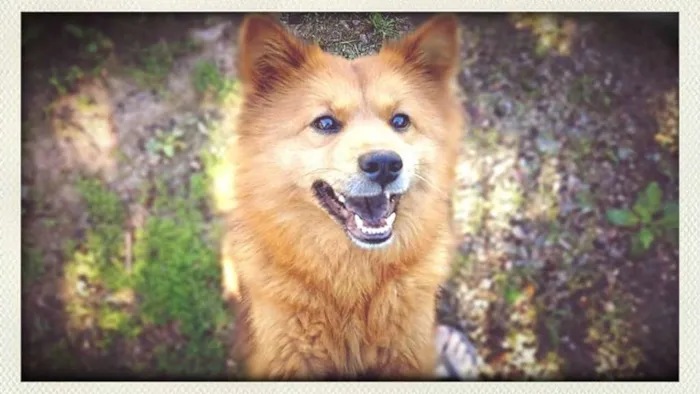 Cachorro ra a Chow-Chow/Mix idade 5 anos nome Yaskara
