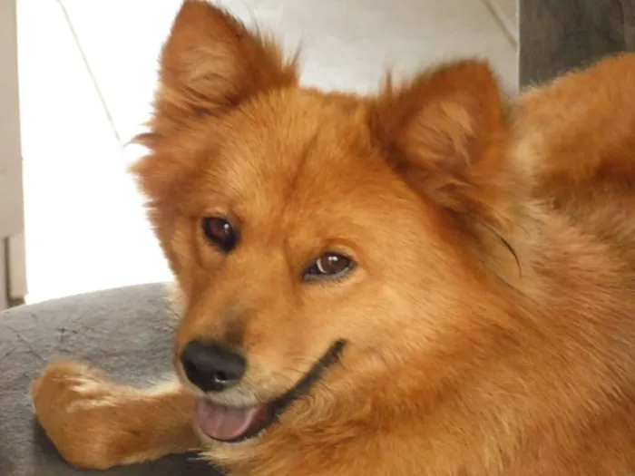 Cachorro ra a Chow-Chow/Mix idade 5 anos nome Yaskara