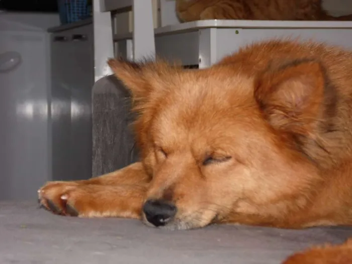 Cachorro ra a Chow-Chow/Mix idade 5 anos nome Yaskara