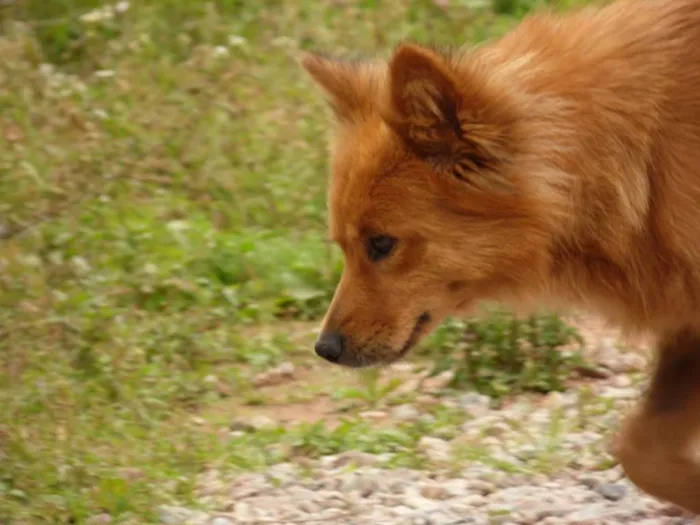 Cachorro ra a Chow-Chow/Mix idade 5 anos nome Yaskara