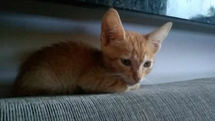 Gato raça  idade 2 a 6 meses nome Apollo e Artemis