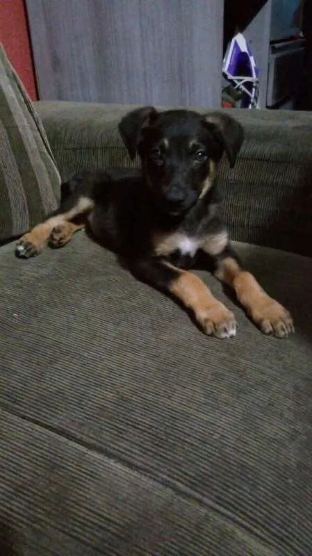 Cachorro ra a srd idade 2 a 6 meses nome Stevie