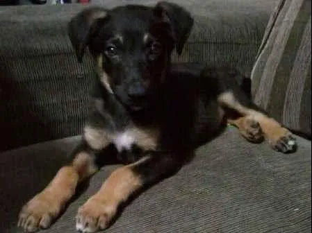Cachorro ra a srd idade 2 a 6 meses nome Stevie