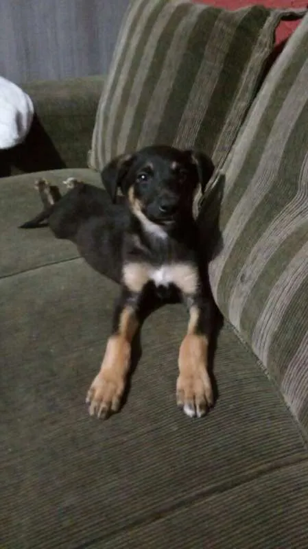Cachorro ra a srd idade 2 a 6 meses nome Stevie