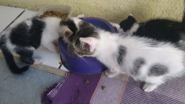 Gato ra a todas idade 2 a 6 meses nome todos
