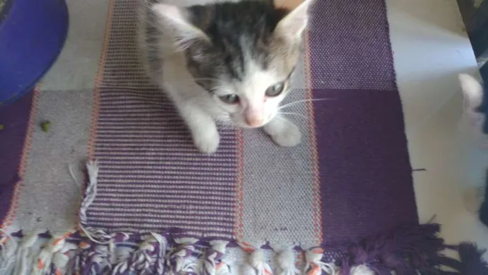 Gato ra a todas idade 2 a 6 meses nome todos
