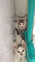 todos