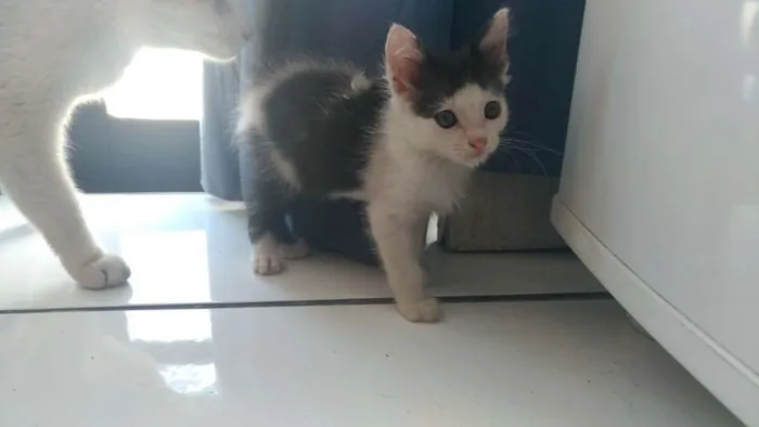 Gato ra a todas idade 2 a 6 meses nome todos