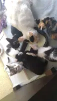 todos