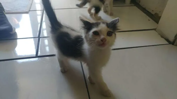 Gato ra a todas idade 2 a 6 meses nome todos