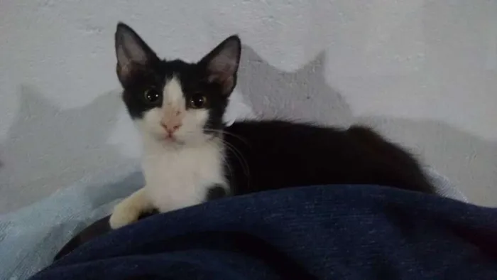 Gato ra a  idade 2 a 6 meses nome Sofia