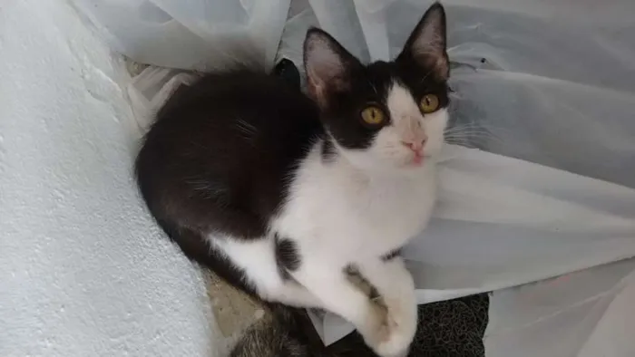 Gato ra a  idade 2 a 6 meses nome Sofia