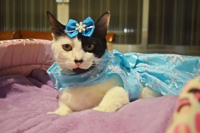 Gato ra a sem raça definida idade 1 ano nome Cindy