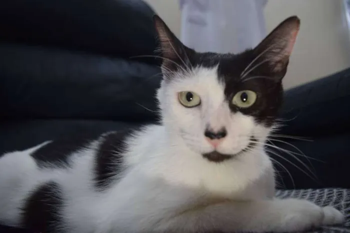 Gato ra a sem raça definida idade 1 ano nome Cindy