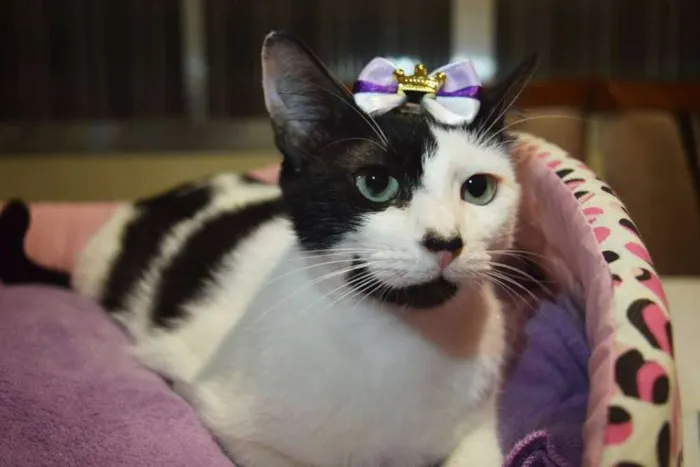 Gato ra a sem raça definida idade 1 ano nome Cindy