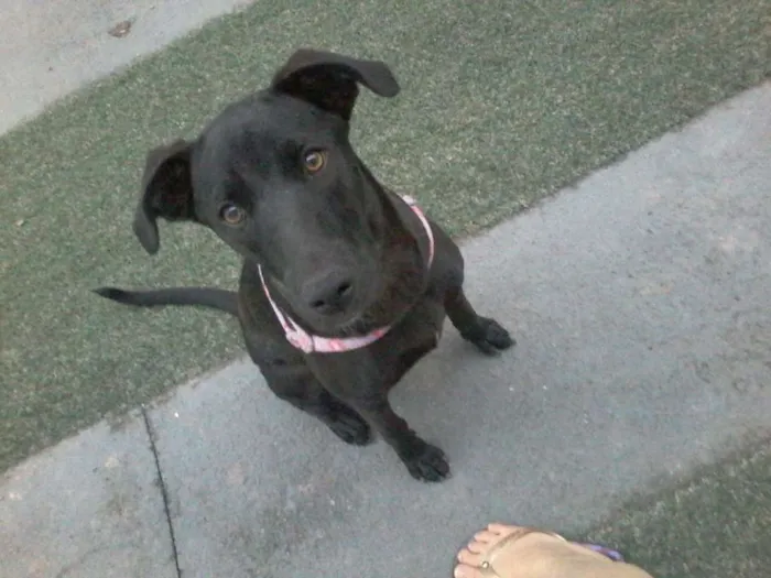 Cachorro ra a Vira-lata idade 7 a 11 meses nome Katara